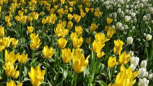 Yellow And White Tulips Background