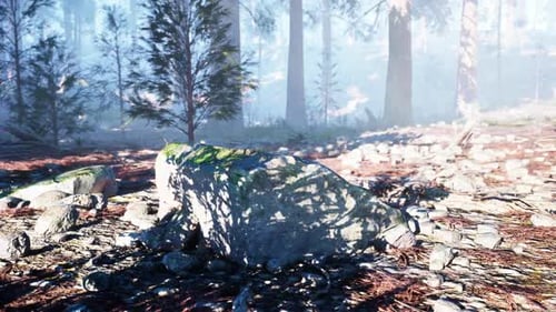 Moss Covered Rock Surrounded By Trees in a Serene Canadian Forest