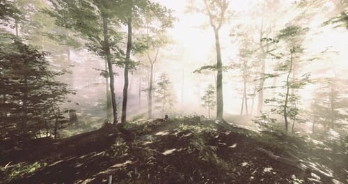 Sunlight Filtering Through Trees in a Serene Forest During Early Morning