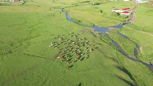 Schafherde läuft auf einer grünen Wiese