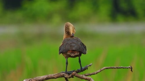 pato silbando en el árbol enfriándose..