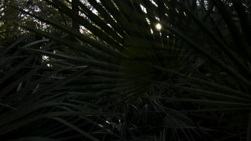 Close-Up of Palm Leaves in Bright Sunlight