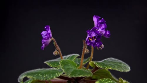Violet Flower
