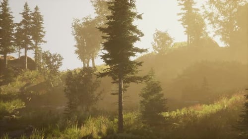 Depth of Coniferous Forest with Magical Sunlight Passing Between the Trees