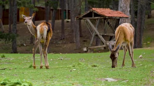 Baby Deer Grazing In Forest Farm