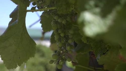 Ein Bündel grüner Trauben im Weinberg, das im Wind schwankt und Wassertröpfchen rieseln an den Früchten herab. Langsam