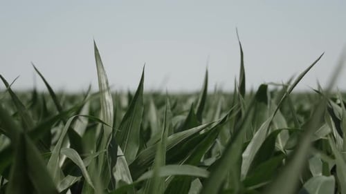 Slow motion shot of a corn field with green stalks of corn blowing and swaying slowly in the wind on
