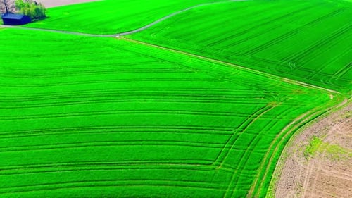 Vibrant Green Agricultural Fields with Crop Patterns from Aerial View