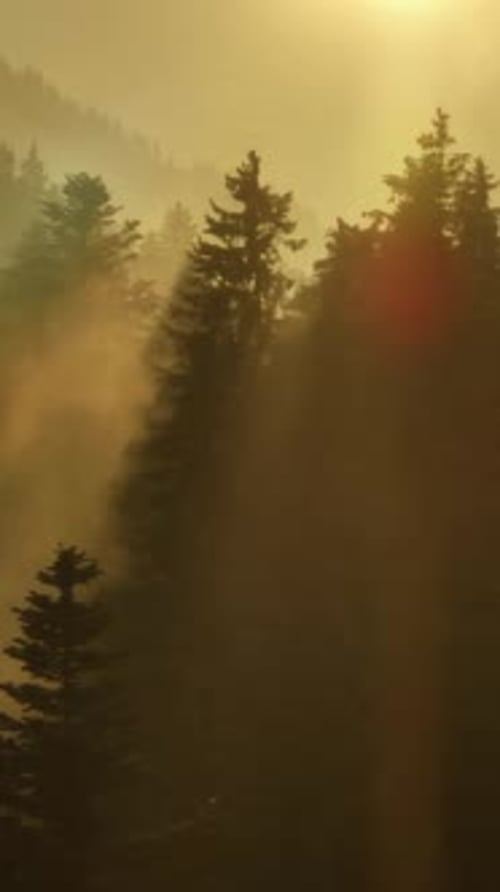 Misty Forest Sunrise: paleta serena da natureza: capturando a tranquilidade da luz do amanhecer