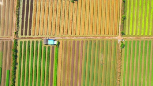 Drohnen fliegen über kommerziell Ackerland
