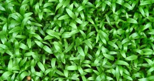 Bright Green Microgreens Growing in Close Up