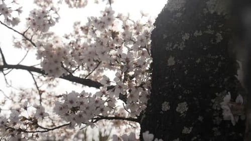 Cherry Blossom Tree Branch Full of White Flowers