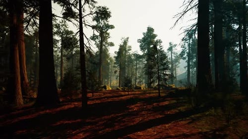 Gentle Morning Light Illuminates Tranquil Forest Environment