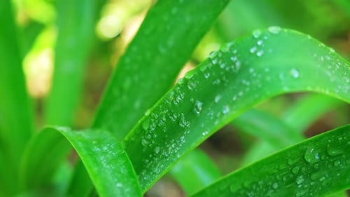 Lush Green Grass Leaves with Drops of Water Dew Droplets in the Wind in Morning
