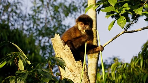 Singe grignotant des feuilles de bananier
