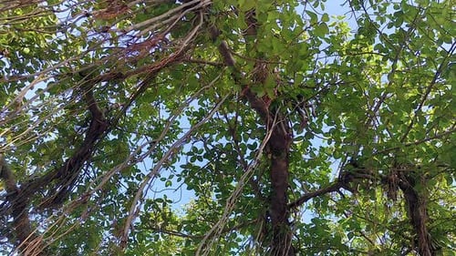Large banyan tree canopy with hanging roots tropical nature background