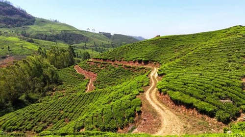 Drone filmé par drone de Tea Garden Moving Shot Kerala Munnar