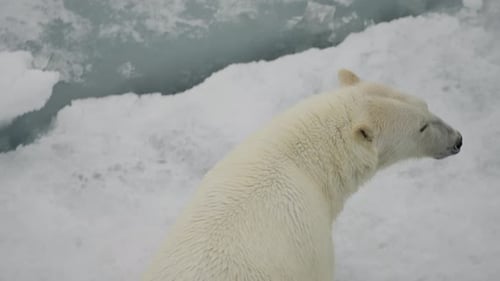 Polar Bear Traversing Cracked Sea Ice and Snow Closeup of Textured Fur and Powerful Paw in Motion