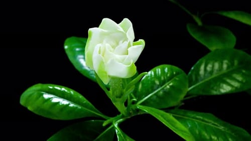 Épanouissement des fleurs, floraison des fleurs