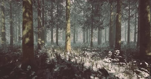 Nebliger Winterwald mit schneebedecktem Boden und hohen immergrünen Bäumen