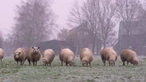 Schafherde (dicke Wolle) steht Schlange und weidet während eines Schneesturms auf der Weide