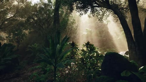 Sunlight Streams Through Trees in a Lush Morning Forest