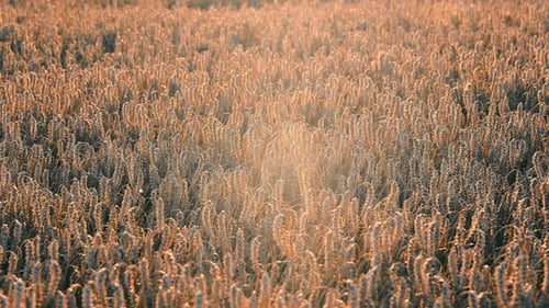 Golden Wheat Field at Sunset Sunlit Wheat Field with Golden Hues Capturing the Beauty of Agriculture