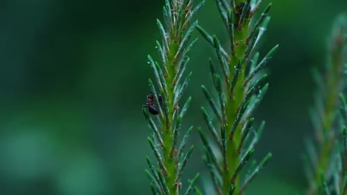 Close up shot of wild black ant insect sitting in green fir branch during dark day in forest. Blurre