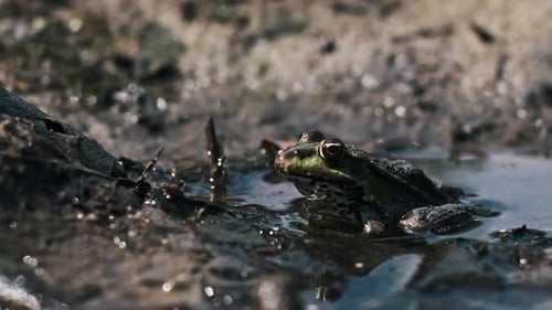 Frosch im flachen Wasser