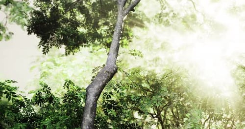 Sunlight Filtering Through Lush Green Trees in a Serene Forest Environment