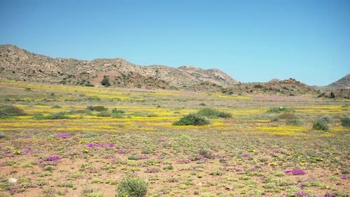Flower field lockshot, in the Goegap nature Reserve, Springbok, South Africa.
