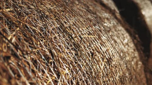 Close Up Isolated Yellow Packed Hay Bales in Row. Agricultural Natural Collecting