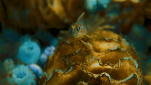 A Young Delicate Brown Stone Fish Resting On A Coral In Buceo con Pablo - Close Up Shot