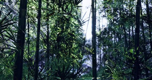 Lush Green Bamboo Forest with Sunlight Filtering Through Leaves