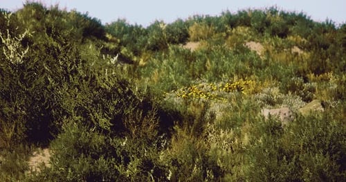 Vibrant Desert Landscape Showcasing Diverse Vegetation and Blooming Flowers