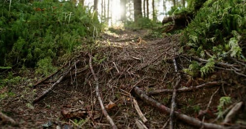 Branches et cônes cassés jonchant le sol dans une forêt à faible angle de vue sur une végétation luxuriante
