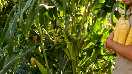 Farmer Holds Corn in His Hands in the Garden Selective Focus