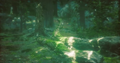 Moss Covered Tree Trunk Reflecting Sunlight in a Serene Forest Setting