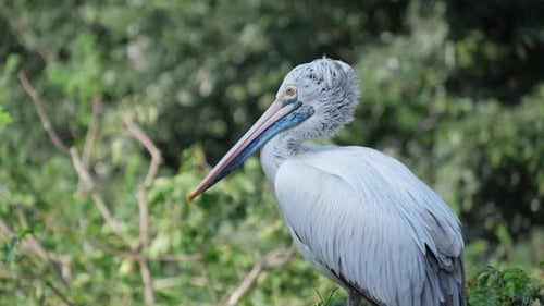 A Pelican That Has a Long Beak is Perched Gracefully on a Tree Branch