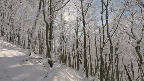 Bosque nevado, árboles, invierno, montaña, madera