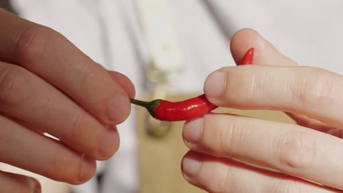 Red Hot Chili Pepper in Hand of Chef Man Close Up Holding Peppers