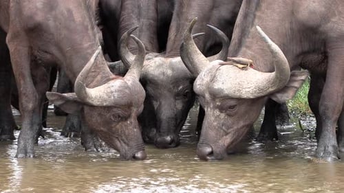 Primer plano de búfalos africanos bebiendo agua, uno de ellos con un pájaro buey en su cuerno.