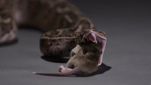 Puff Adder snake beginning to walk prey into mouth