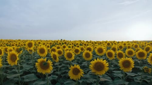 Sunflower Field in Summer Morning Sunshine