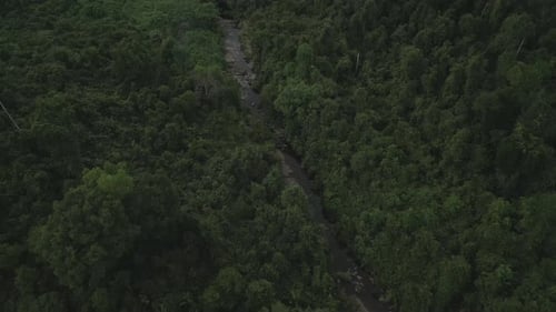 River and jungle
