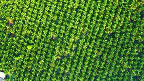 Aerial view over the large coconut and palm oil plantation