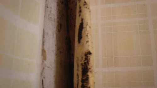 Schwarze Schimmelpilze enthüllten sich hinter der von der Wand abgezogenen Tapete. Nahaufnahme
