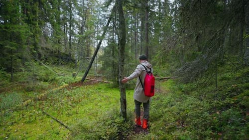 Hiking In Deep Forest In Autumn Day Traveling In Norway Backpacker Man Walking Alone