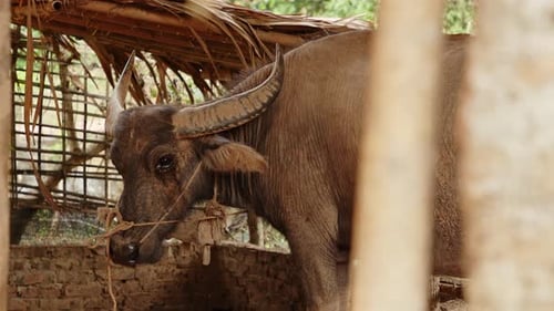 Buffalo resting in a traditional rural shelter surrounded by nature during the late afternoon
