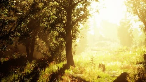 Sunset in the Foggy Forest